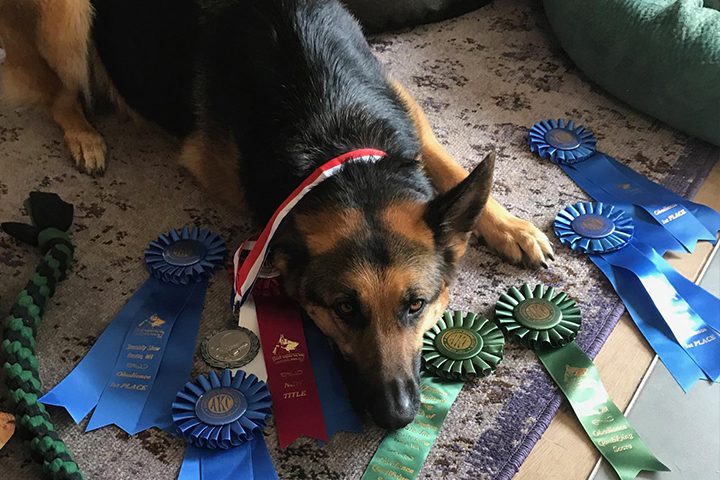 Marla Testimonial - french ring dog training washington state